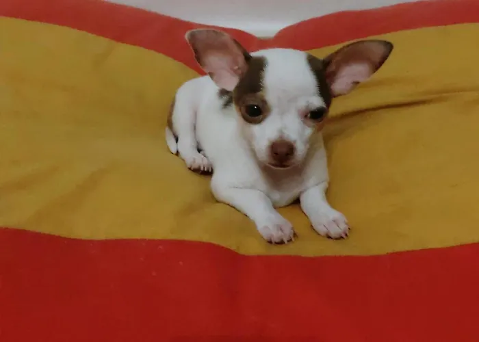 Ideal For Families-children's Play Area, Terrace, Bbq, Wifi Дом отдыха *